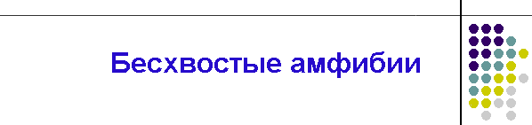 Бесхвостые амфибии